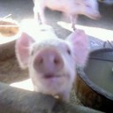 สมาชิกหมายเลข 2583789