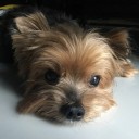 สมาชิกหมายเลข 1335162