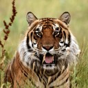 สมาชิกหมายเลข 3441882