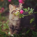 cat with flowers
