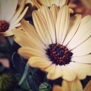 สมาชิกหมายเลข 950133