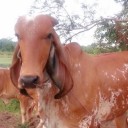 สมาชิกหมายเลข 2177335