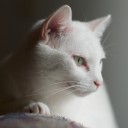 สมาชิกหมายเลข 951171