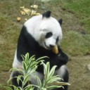 หนึ่งในตองอู