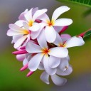 สมาชิกหมายเลข 951943