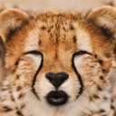 สมาชิกหมายเลข 1780023