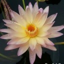 สมาชิกหมายเลข 931727