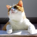 สมาชิกหมายเลข 2586982