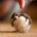 สมาชิกหมายเลข 952552