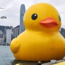 สมาชิกหมายเลข 1351359