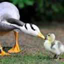 สมาชิกหมายเลข 1781045