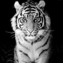 สมาชิกหมายเลข 2993361