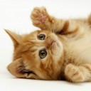 สมาชิกหมายเลข 1355640