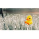 ลูกเป็ด สีเหลืองๆ