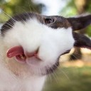 ดัชชุนคุง