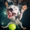 สมาชิกหมายเลข 2950511