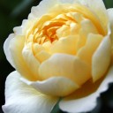 Sister Rose