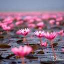 บัวดาว