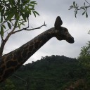 สมาชิกหมายเลข 2826425