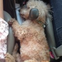 สมาชิกหมายเลข 2349288