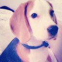 หมาอ้วน