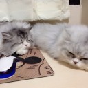 ข้าหยุดแล้ว เจ้าล่ะหยุดหรือยัง