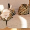 สมาชิกหมายเลข 1345517