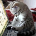 หนูหริ่งติ๊งต๊อง