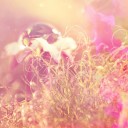 สมาชิกหมายเลข 1509538