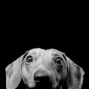 หมีอ้วนตุ้มตุ้ย