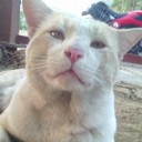 สมาชิกหมายเลข 1034435