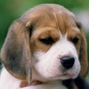 LUVBEAGLE