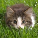 เหมียวโกะ