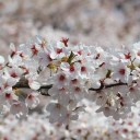 สมาชิกหมายเลข 956587