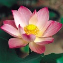 สมาชิกหมายเลข 951207