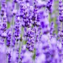 สมาชิกหมายเลข 2304756