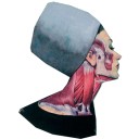 สมาชิกหมายเลข 2592383