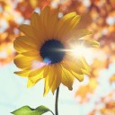 สมาชิกหมายเลข 1281319