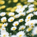 สมาชิกหมายเลข 2592710