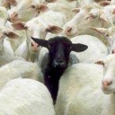 สมาชิกหมายเลข 1361092