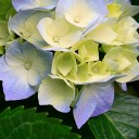 สมาชิกหมายเลข 1286349