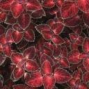 สมาชิกหมายเลข 960130