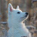 สมาชิกหมายเลข 2594231