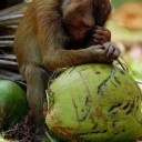 สมาชิกหมายเลข 2200779