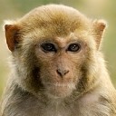 สมาชิกหมายเลข 2622083