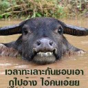 สมาชิกหมายเลข 961281