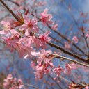 สมาชิกหมายเลข 752481