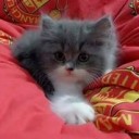 สมาชิกหมายเลข 3451758