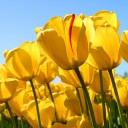 สมาชิกหมายเลข 1361827