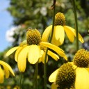 สมาชิกหมายเลข 1790452